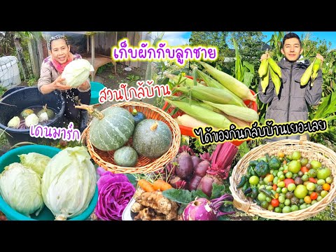 คนไทยในเดนมาร์กเก็บผักผลไม้ที