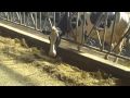Скотоводство: Трио, молочная ферма