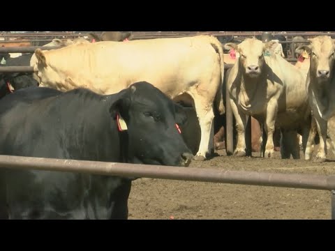 Texas cattle industry taking a hit, ranchers say