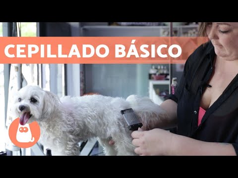 ¿Cómo CEPILLAR a un PERRO de PELO LARGO ? Pasos a seguir