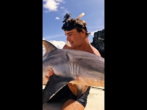 Aussies heartbreaking find in stomach of shark