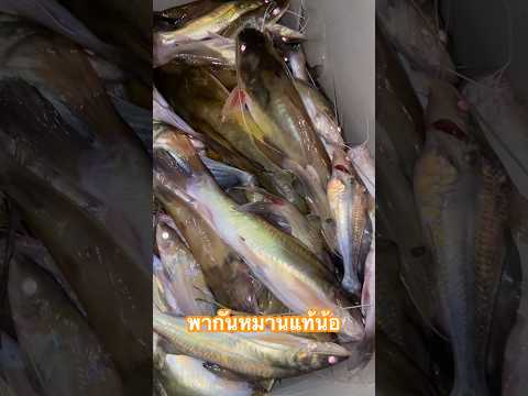 พากันหมานแท้น้อตกปลากดfishin