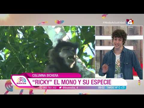 Buen Día  - Columna Bichera: Ricky el mono y su especie