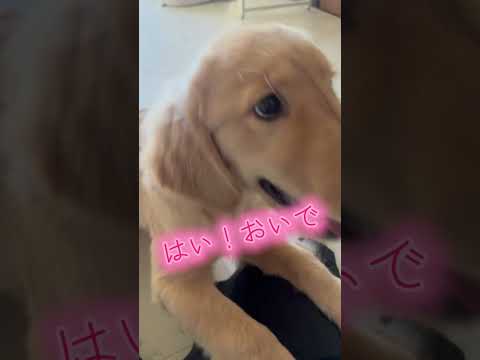 モカおいで特訓中だけど食欲には勝てないみたいです#ゴールデンレトリバーのいる生活 #ゴールデンレトリバー