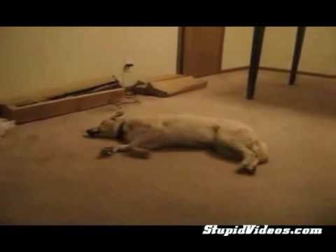 Video: Šuns sapnas - Žiauriai juokingas