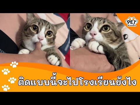 ไอ้แง่วดูดนิ้วจนอ้วนเลย|Pet