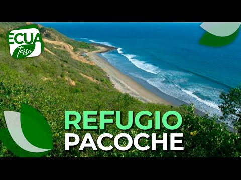 Ecuaterra | Mira la vida silvestre en el refugio Pacocha