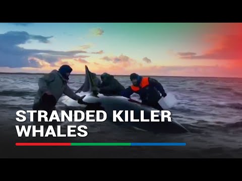 Killer whales stranded anew in Russia