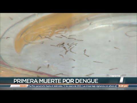 Minsa confirma la primera muerte en Panamá por dengue en el 2022