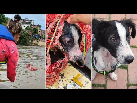 Turistas rescatan a un perro que fue arrojado al río Magdalena en Colombia