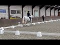 Show jumping horse Anastasia