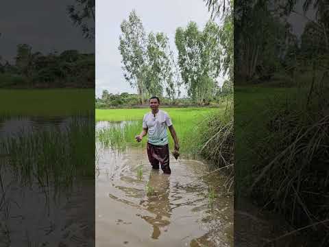 ปัญหาของเกษตรกรโดยเฉพาะชาวนา