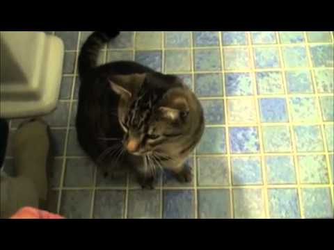 Bob The Cat - "THAT'S HOW WE DO'S IT"