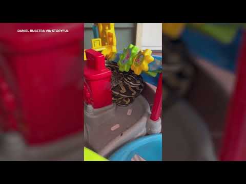 Python removed from kid's toy