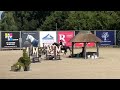 Show jumping horse Zwarte 11 jarige hengst
