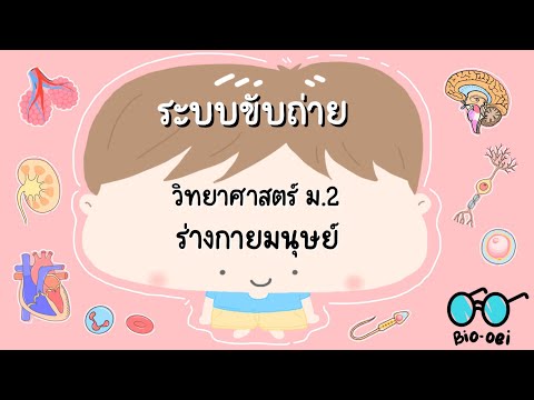 Bio oei สรุปร่างกายมนุษย์ม.2ระบบขับถ่ายBiooei