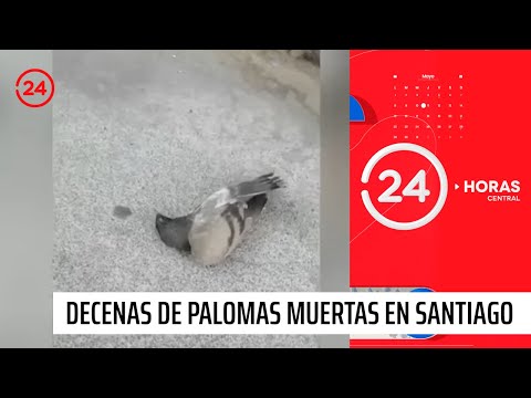 ¿Por qué murieron decenas de palomas en Santiago Centro?