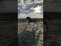 Dressuurpaard Super mooie dressuur hengst