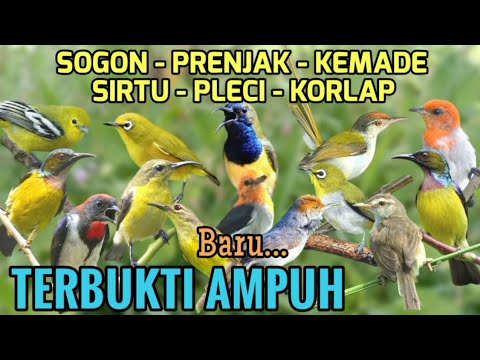 Terbukti! Audio pikat Sogon, Korlap, Prenjak, Kemade, Sirtu, Pleci Ampuh - Pembersih Burung