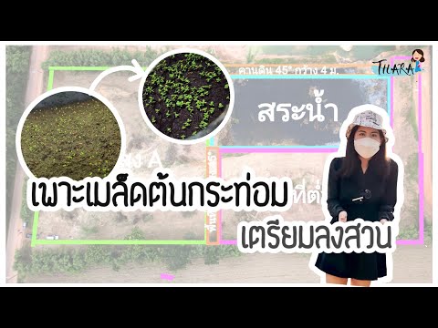 เพาะเมล็ดต้นกระท่อม-เตรียมลงสว เพาะเมล็ดต้นกระท่อม-เตรียมลงสว