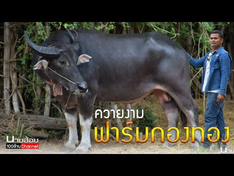 ควายงามฟาร์มกองทอง-เปิดแบ่งควา ควายงามฟาร์มกองทอง-เปิดแบ่งควา