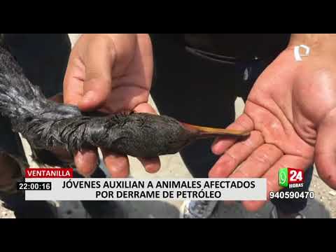 Joven costarricense rescata aves guaneras afectadas por el derrame de petróleo en el mar