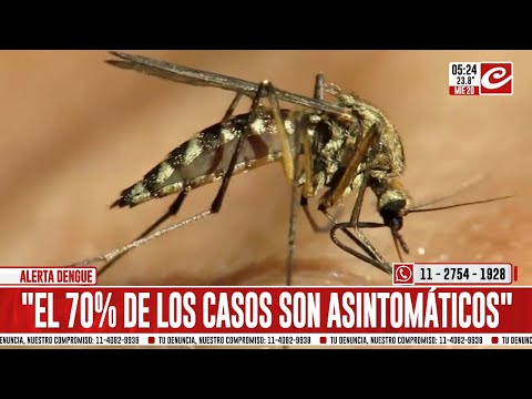 Preocupación por el aumento de casos de dengue en la ciudad de Buenos Aires