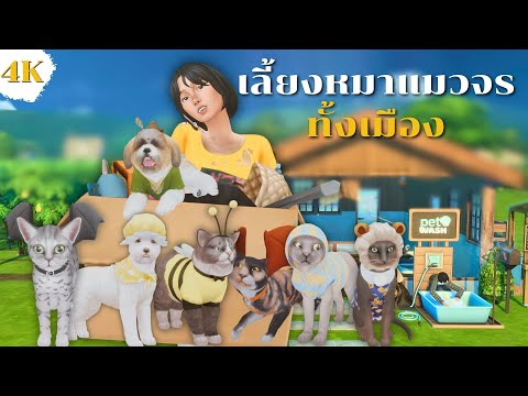 EP2|ทำสวนมะละกอเลี้ยงหมาแมวจร