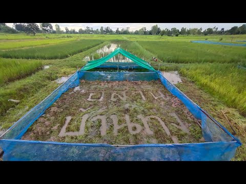 อีสานบ้านทุ่ง-บทเรียนในการเลี้ อีสานบ้านทุ่ง-บทเรียนในการเลี้