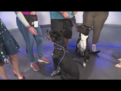 Meet our Pets of the Week: Spot and Tucker!