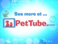 Fish Eats Feline!- PetTube