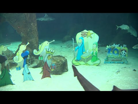 El tradicional Belén de tiburones marca la Navidad en el Zoo de Madrid