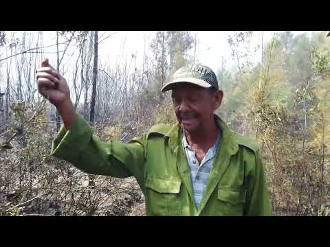 Combaten nuevos focos de incendios forestales en la zona de Levisa, Mayarí.