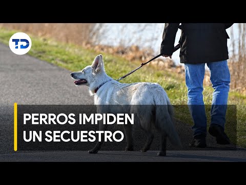 Perros impiden que rapten a una menor en Alajuela