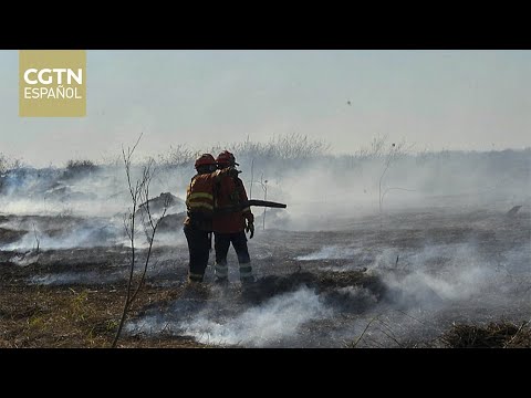 Diversas instituciones brasileñas luchan contra los incendios en el Pantanal