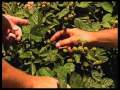 Ежевика: How To Grow Blackberries In Southern New Mexico