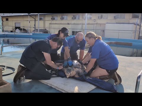 Endangered sea turtle found in B.C. returned back to the wild after rehabilitating in San Diego