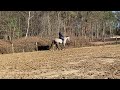 Show jumping horse 6 jarig sportpaard