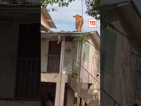 ¡De no creer!: vaca terminó en el techo de una casa en Brasil