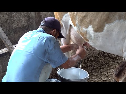 Ganadería garantiza seguridad alimentaria y generación de empleos en Matagalpa