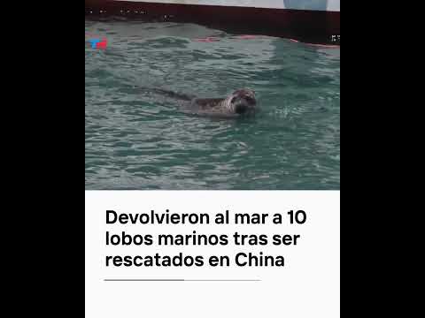 Devolvieron al mar a 10 lobos marinos tras ser rescatados en China