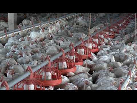 Argentina detectó un contagio de gripe aviar en pollos utilizados para consumo humano
