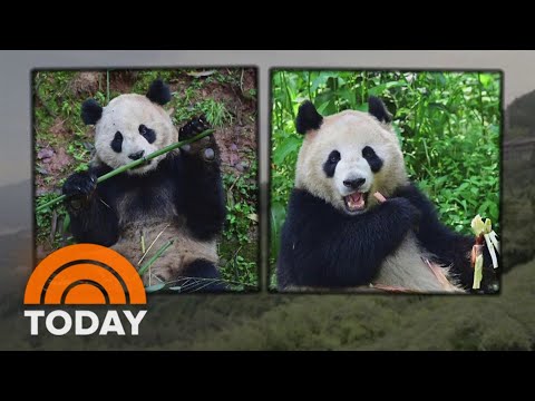 2 giant pandas set to leave China for San Diego