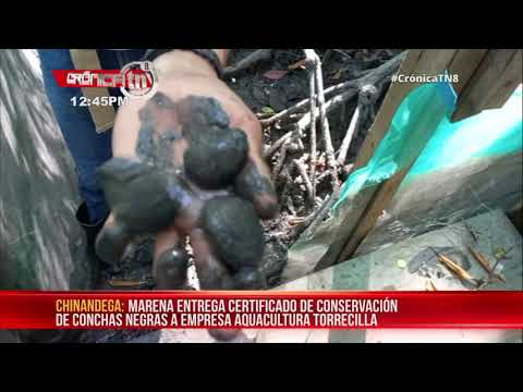 MARENA entrega en Chinandega certificado de conservación de conchas negras – Nicaragua