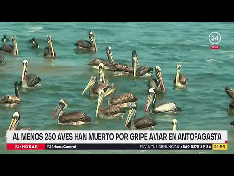Al menos 250 aves han muerto por gripe aviar en Antofagasta