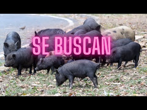 Redadas de cerdos en Puerto Rico