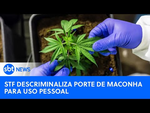 SBT News na TV: STF descriminaliza porte de maconha; Anvisa proíbe venda e uso de fenol