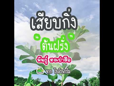 เสียบตอฝรั่งหงเป่าสือ เสียบตอฝรั่งหงเป่าสือ