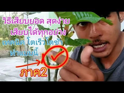 การเสียบยอดแบบ2ยอดขึ้นไป|เสียบ การเสียบยอดแบบ2ยอดขึ้นไป|เสียบ