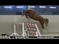 Show jumping horse Renata Optima